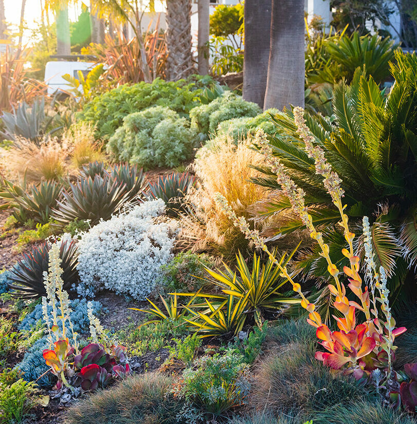 Shrubs and succulents in bloom in a drought tolerant garden